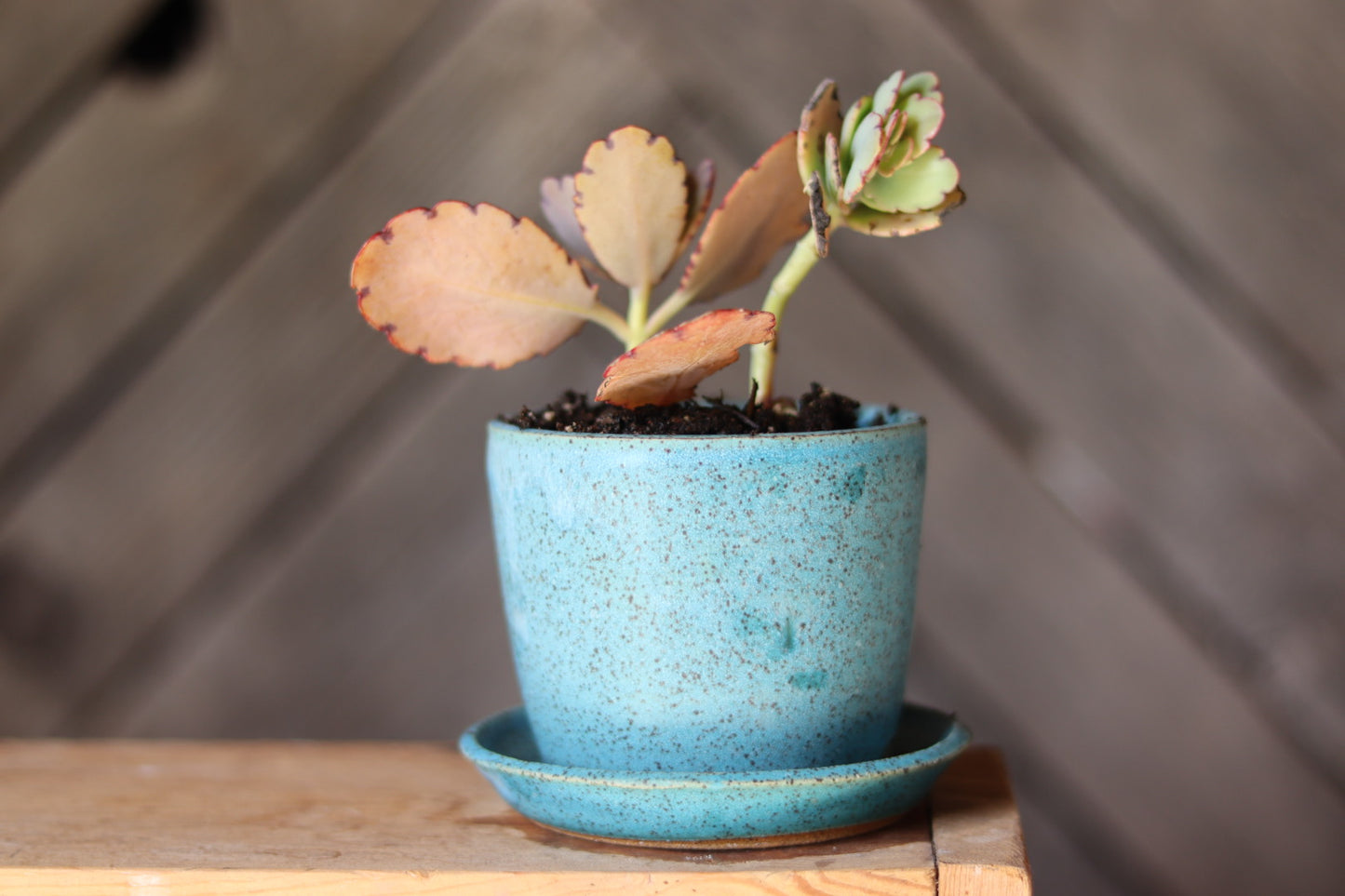 Turquoise Speckled mastectomy Boob Planter 3.5”